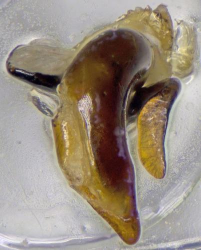 Pterostichus oenotrius